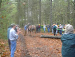 Saw Mill Days